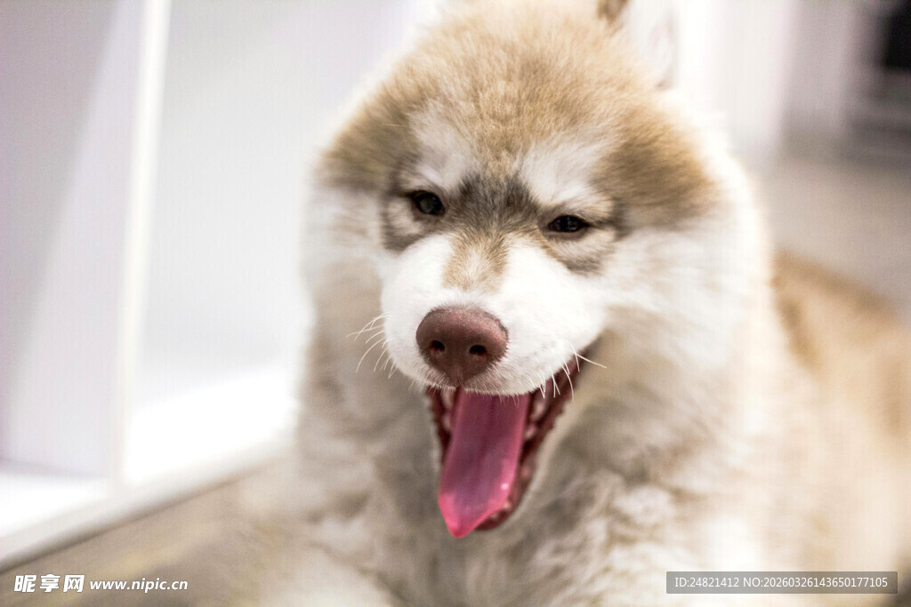 吐舌微笑的可爱哈士奇