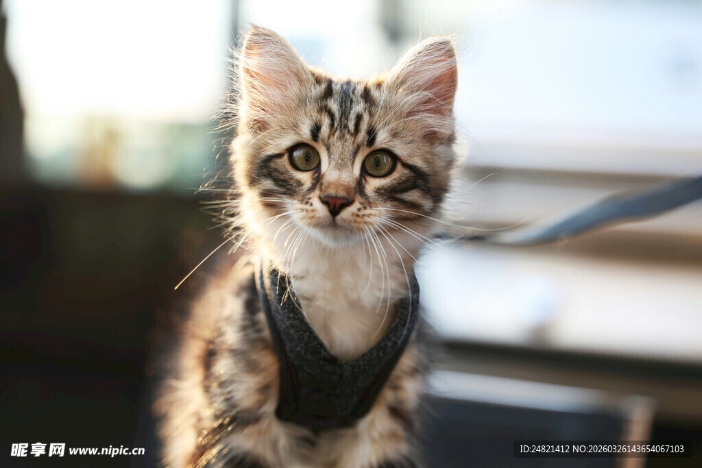 可爱小猫穿戴黑色小背带