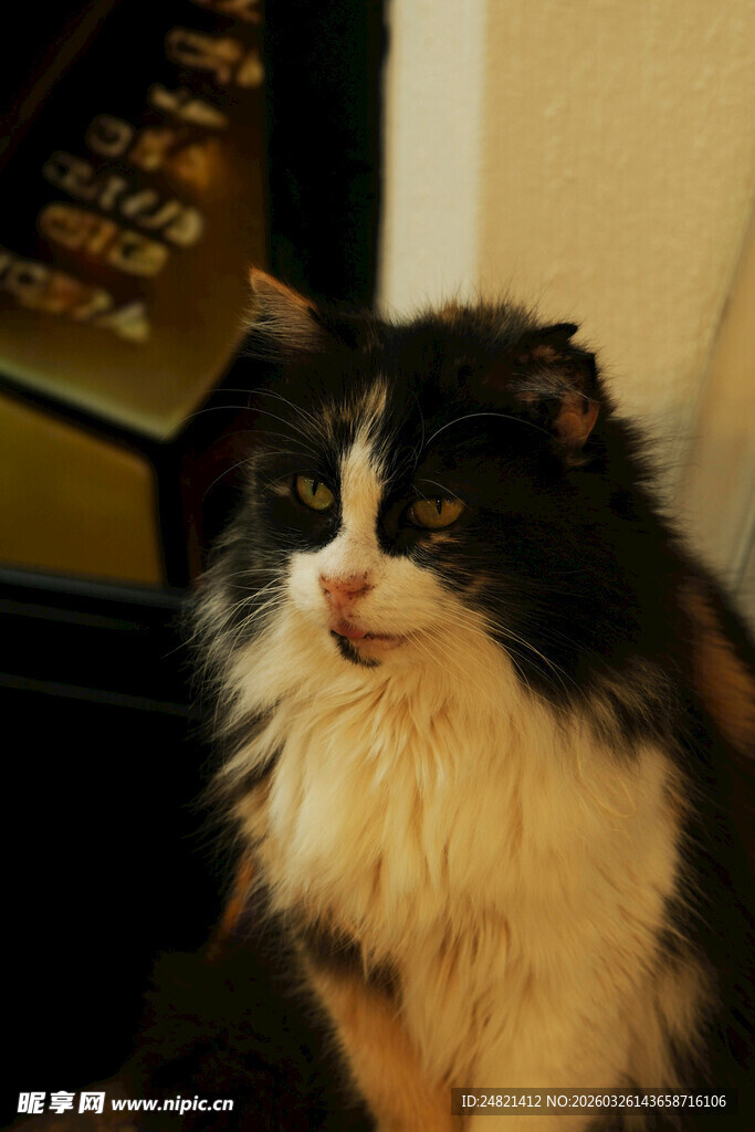 黑白长毛猫安静地坐着