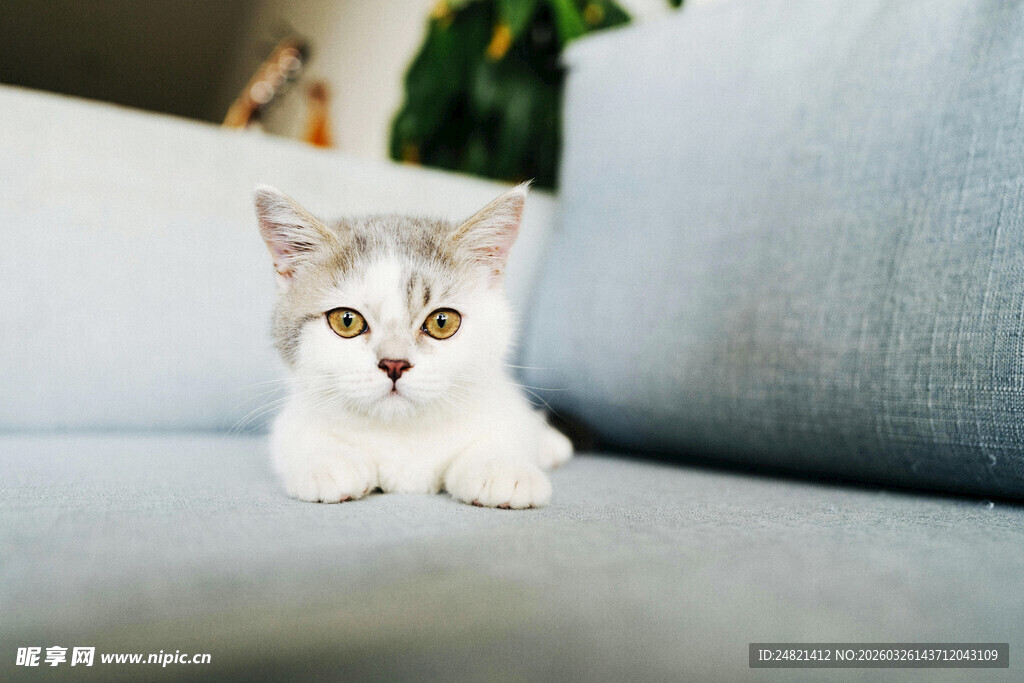 沙发上的可爱小白猫