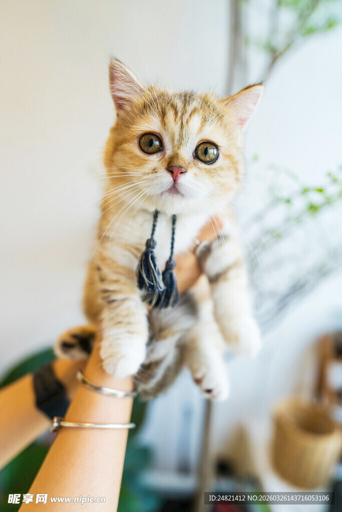 可爱小猫被温柔托起