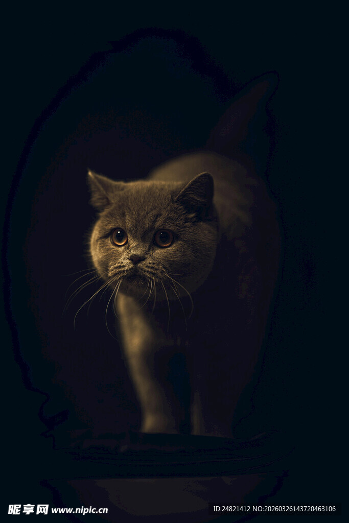 黑暗中的威严猫咪