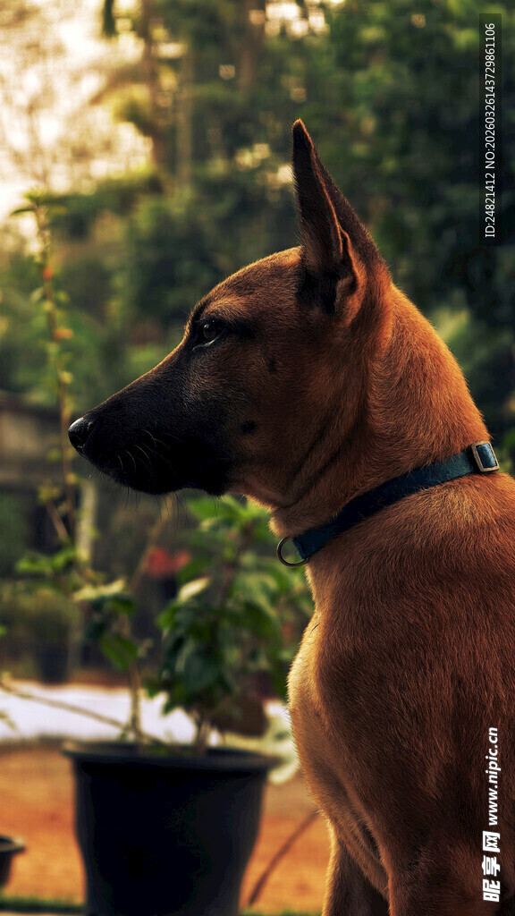 夕阳下的帅气立耳犬