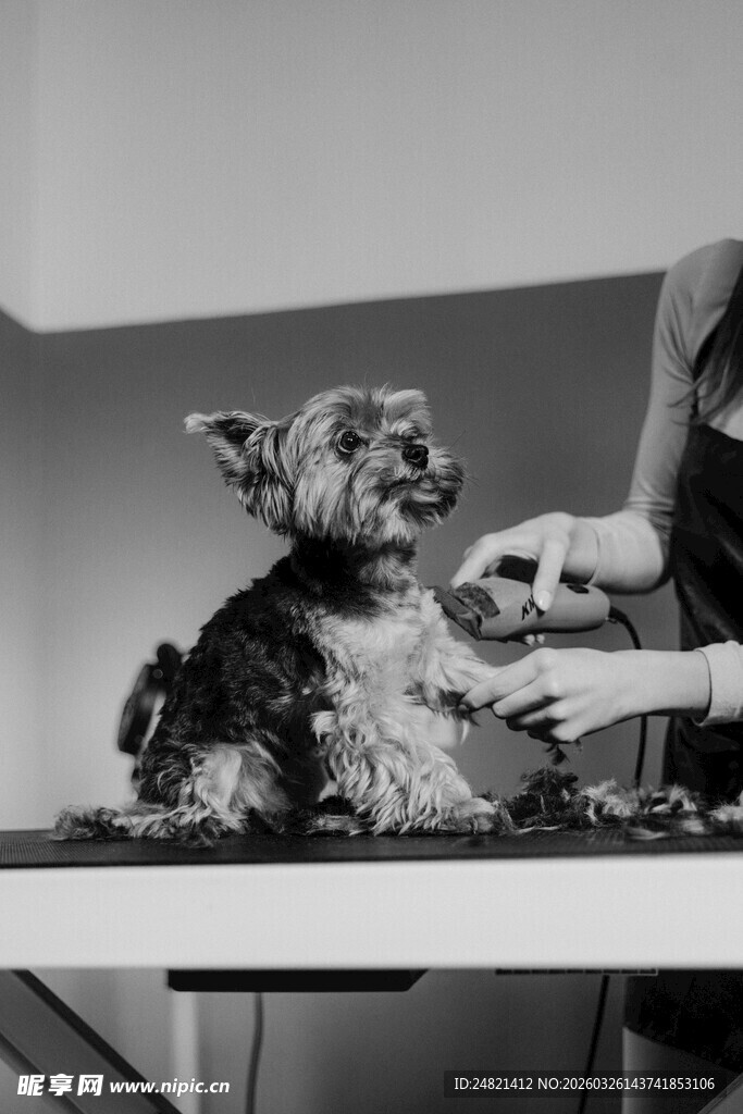 宠物狗美容瞬间
