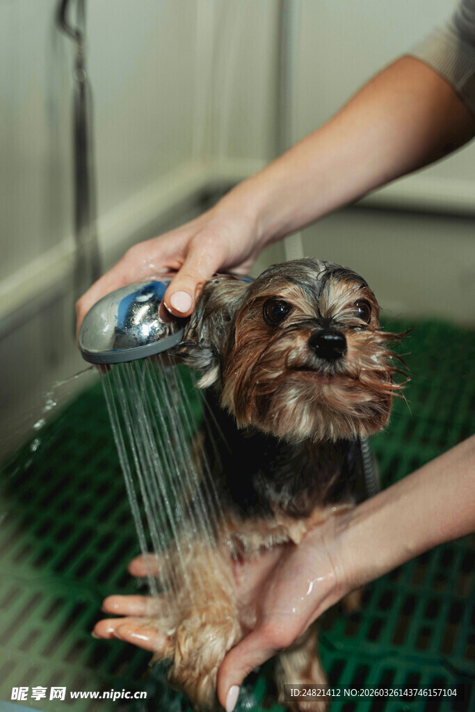 给小狗洗澡温馨瞬间