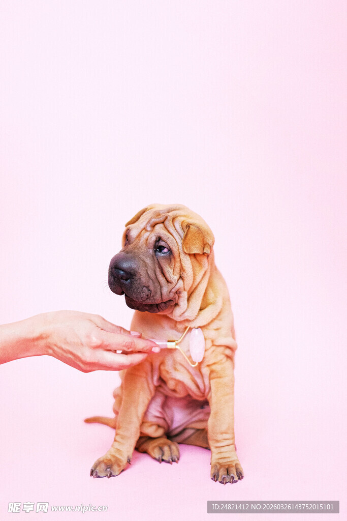 抚摸可爱小狗瞬间