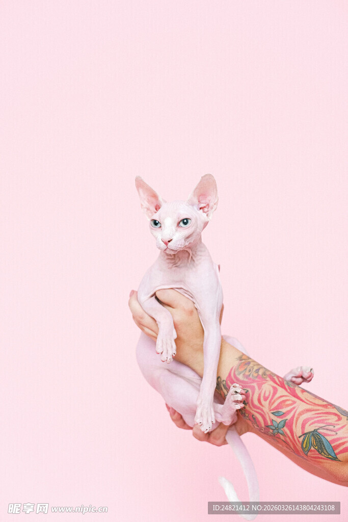 粉色背景中抱猫的花臂人士