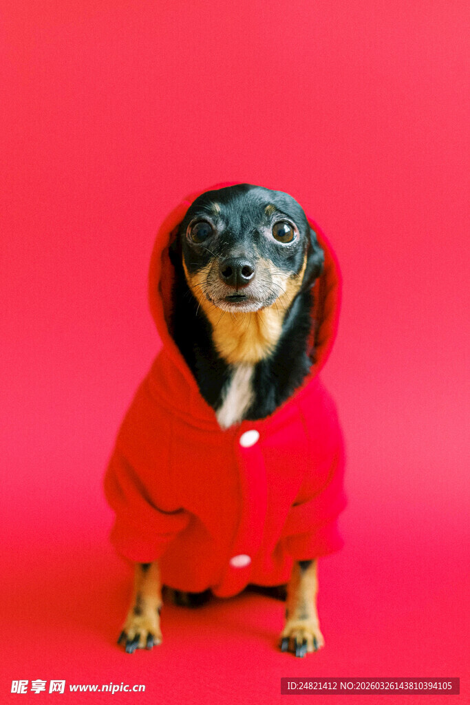 穿红衣的可爱狗狗