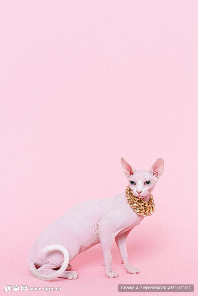 粉色背景下的无毛猫