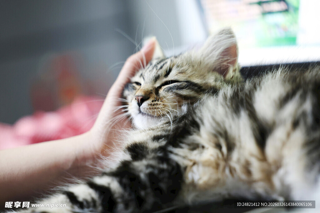 温柔抚摸下的可爱猫咪
