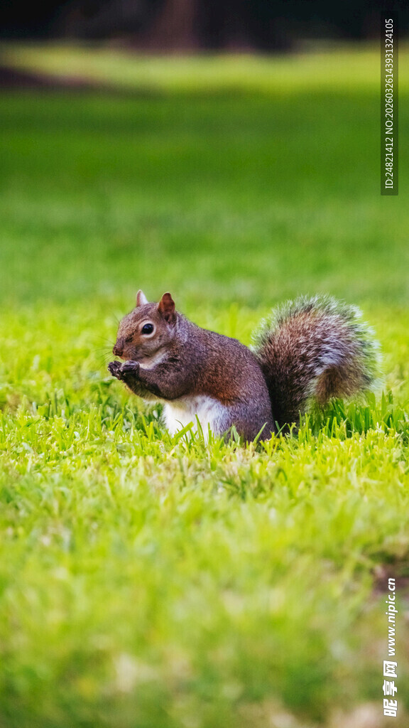 草地上的松鼠