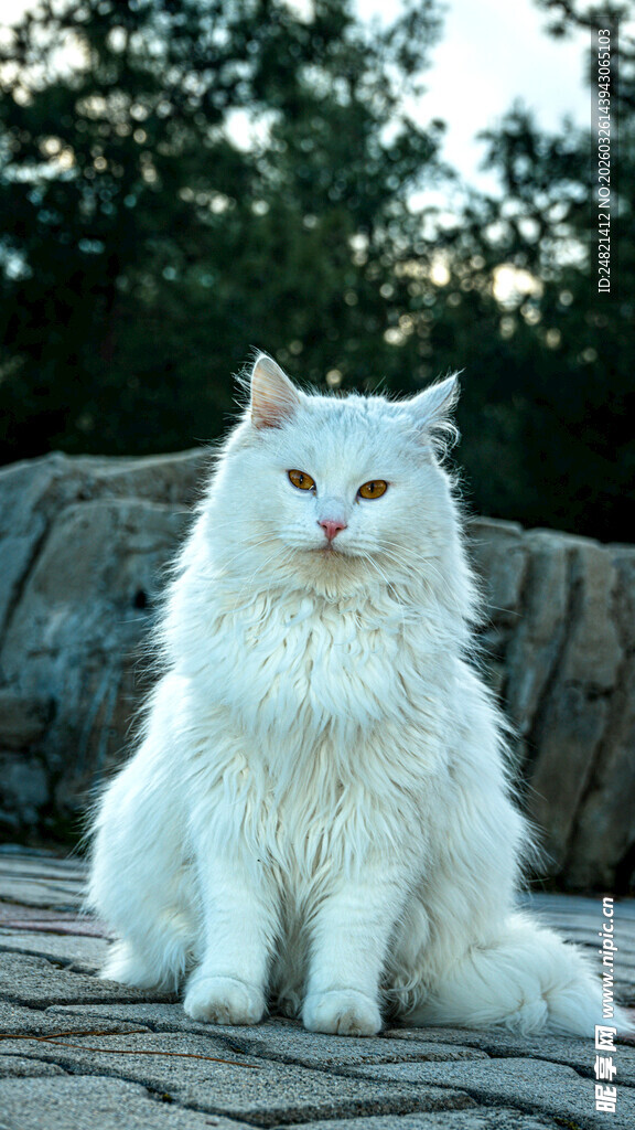 白色长毛猫安静端坐