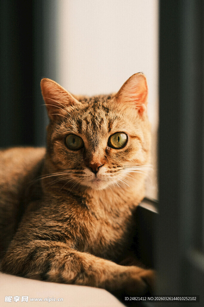 慵懒猫咪惬意趴卧