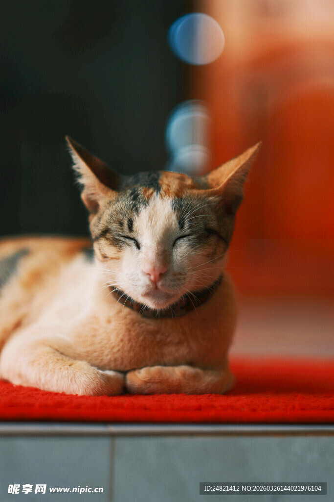 慵懒猫咪惬意趴卧