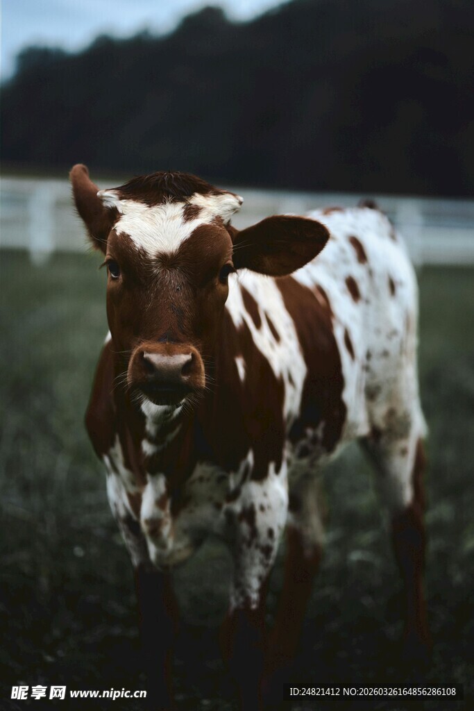田野中的棕白花纹小牛