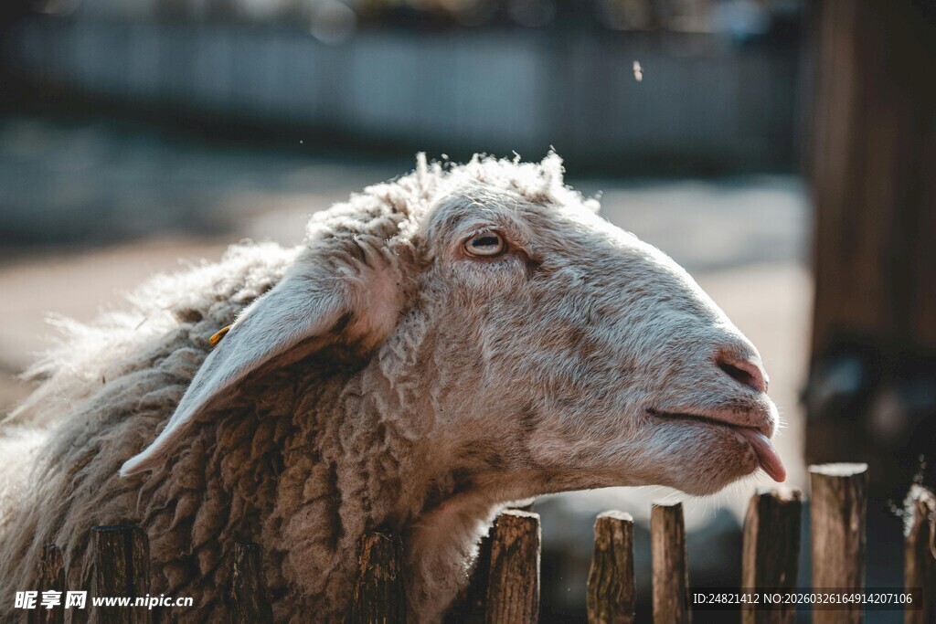 羊倚木栏神情悠然