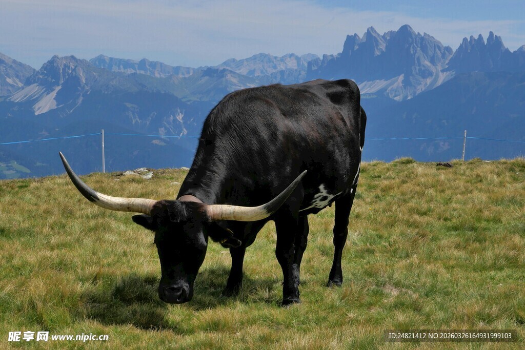 高山草地的长角黑牛