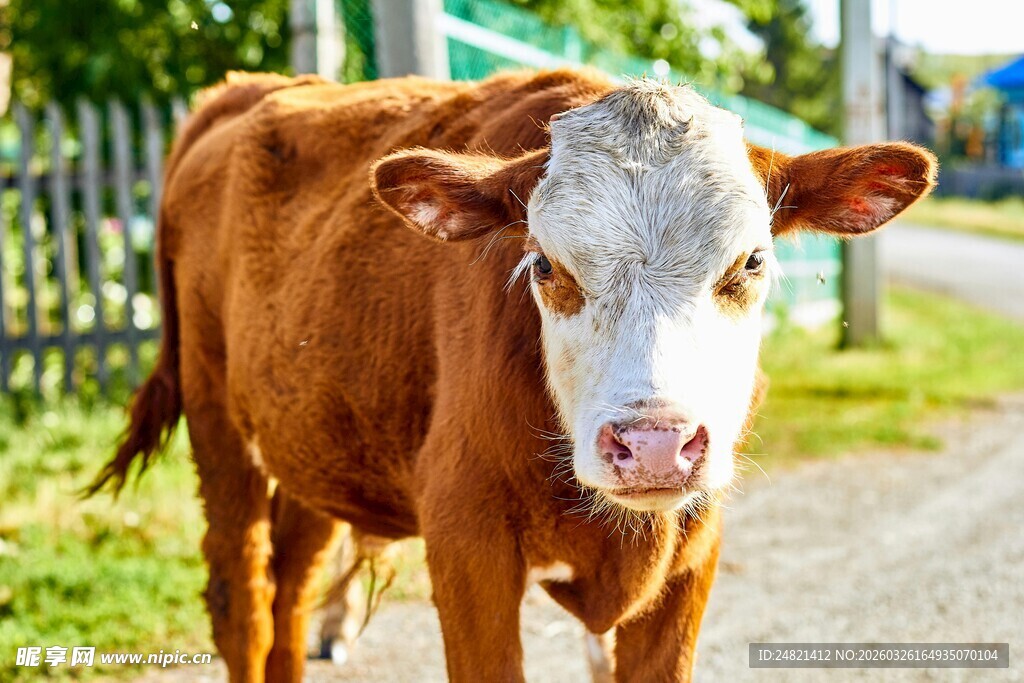 田园中的棕色奶牛