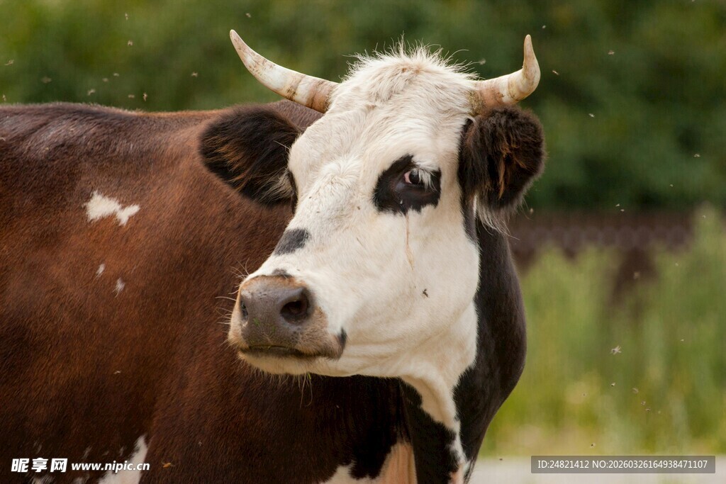 棕白花纹奶牛特写
