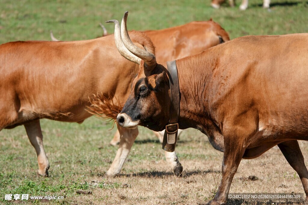 草地上的长角牛