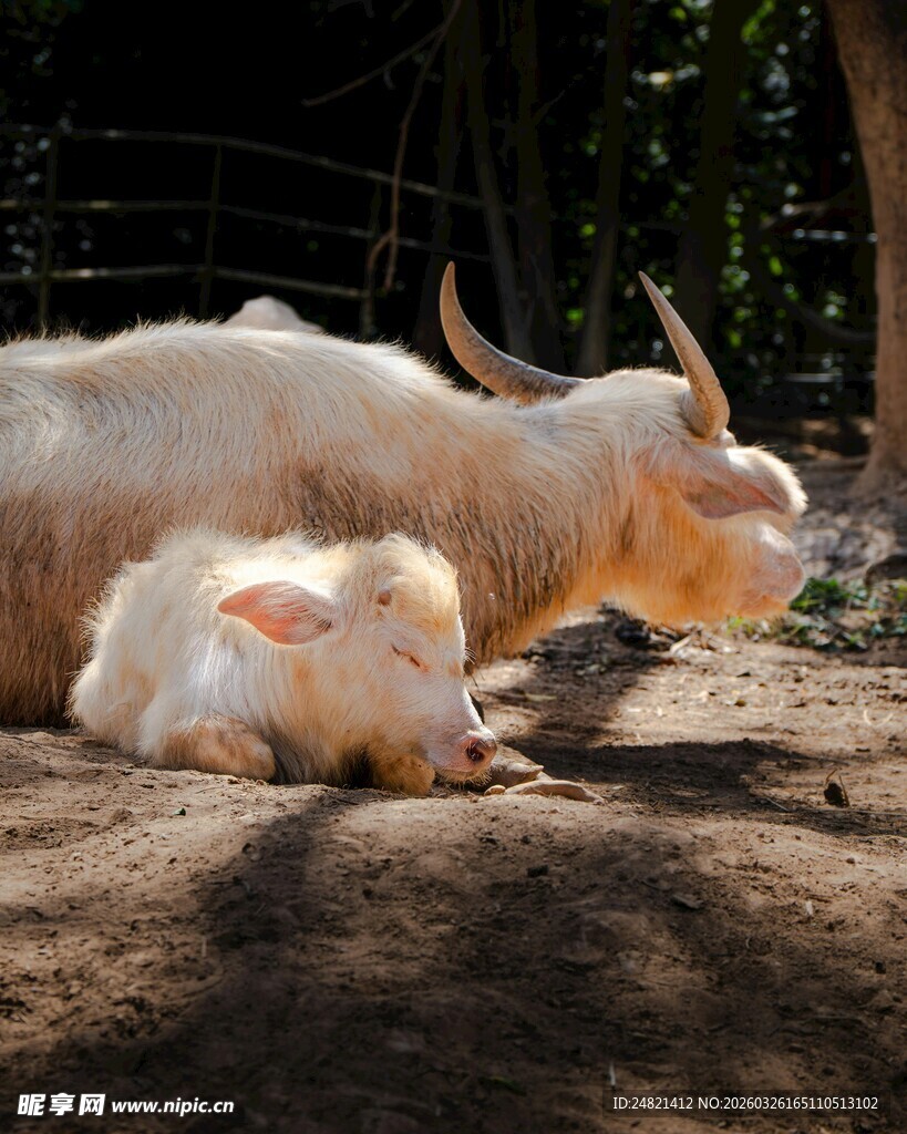 白牛母子休憩