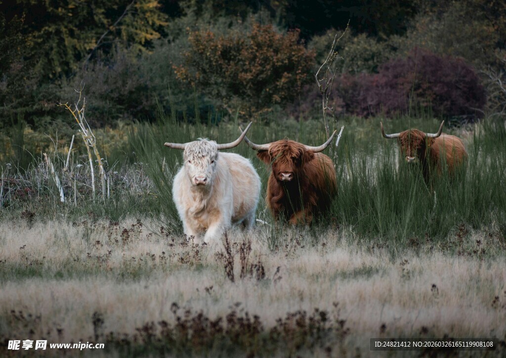 田野中的几头漫步的牛