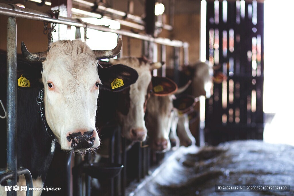 牛舍中的几头奶牛