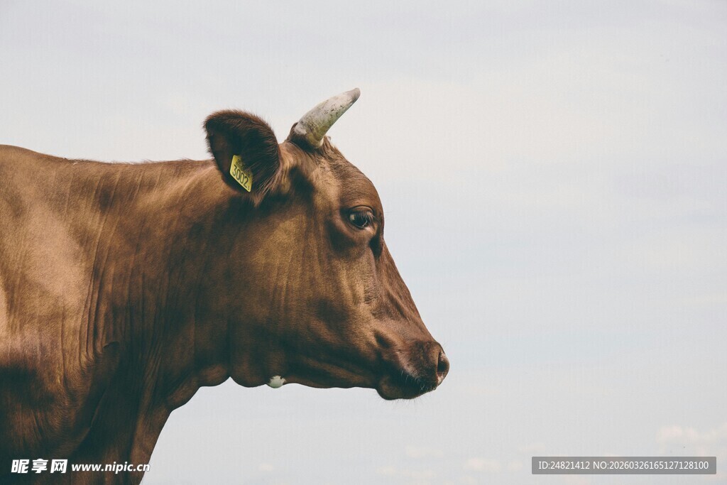棕色奶牛特写