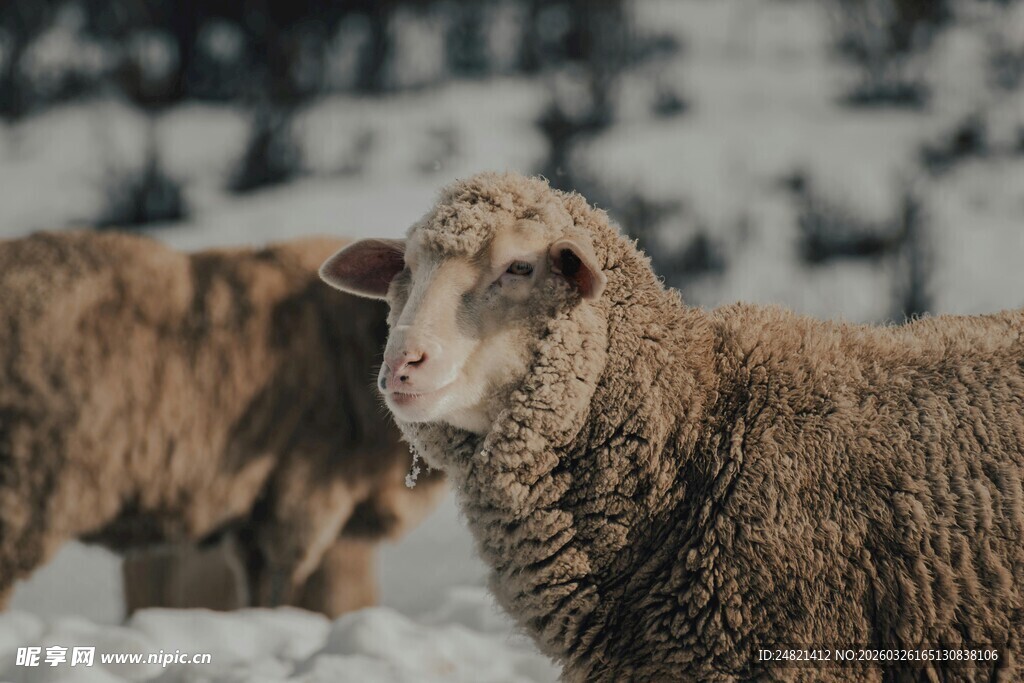 雪地中的绵羊