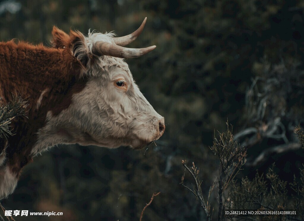 田野中的棕白相间牛
