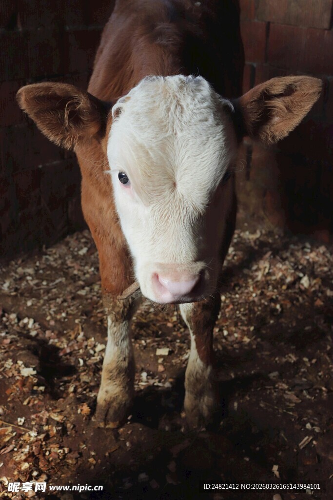可爱小牛站在谷仓内