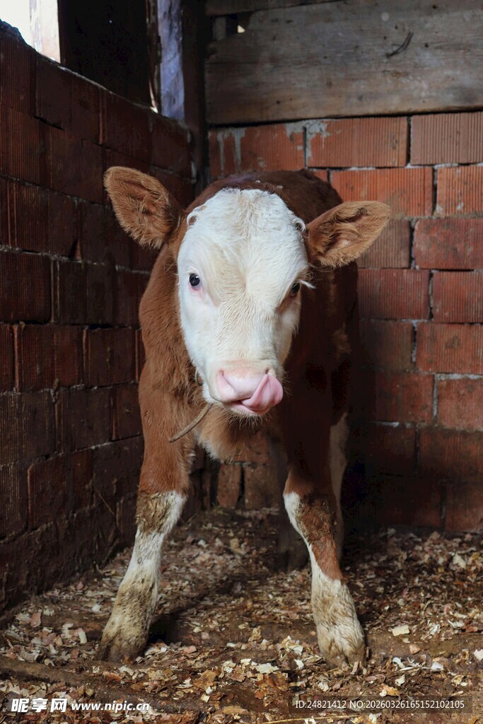 小牛站立在砖房内的地面