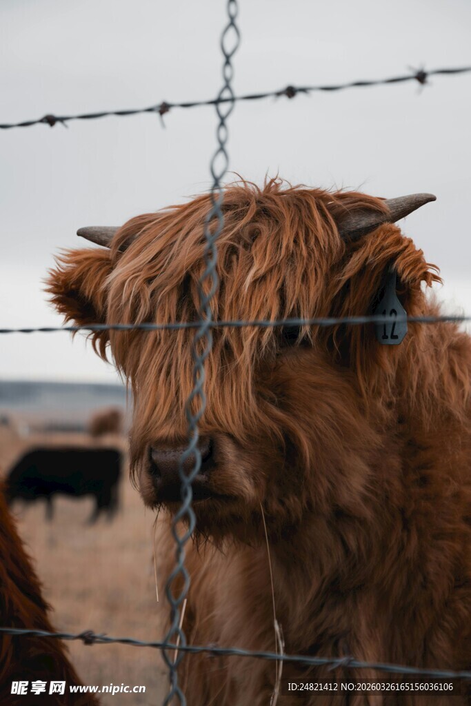 围栏边的长毛牛