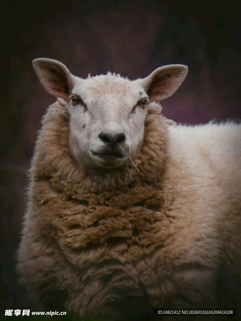 可爱绵羊特写
