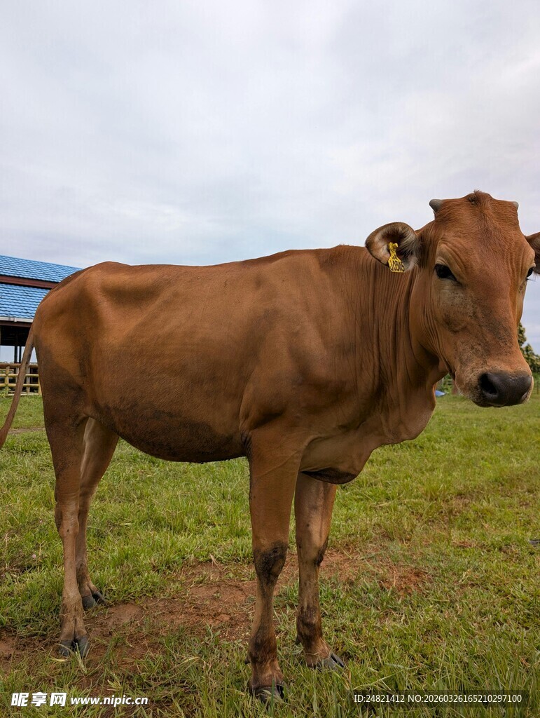 田野中的棕色奶牛