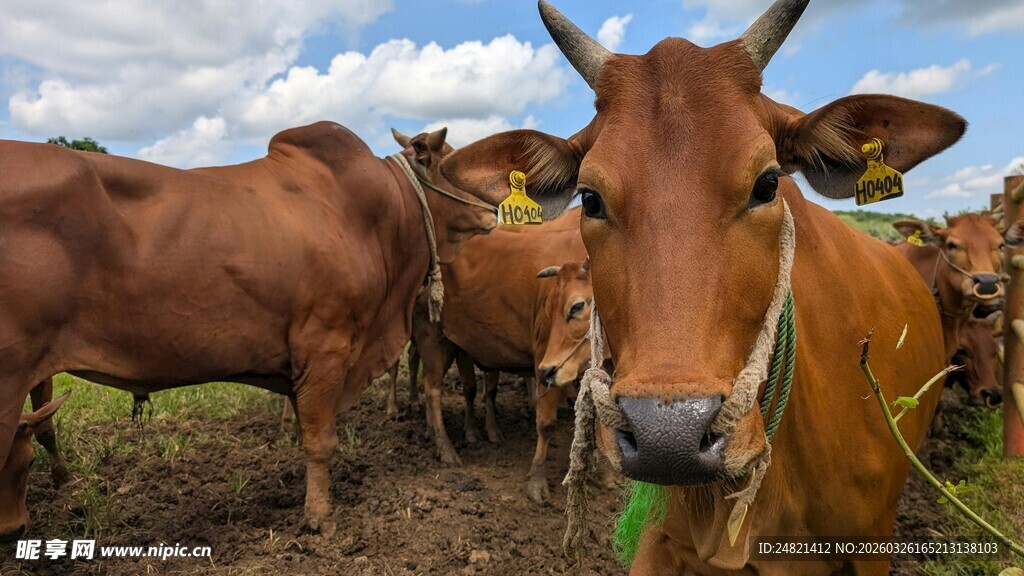 田野中的棕色牛群