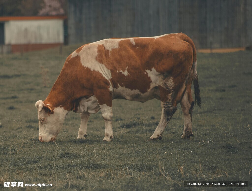 草地中低头吃草的奶牛