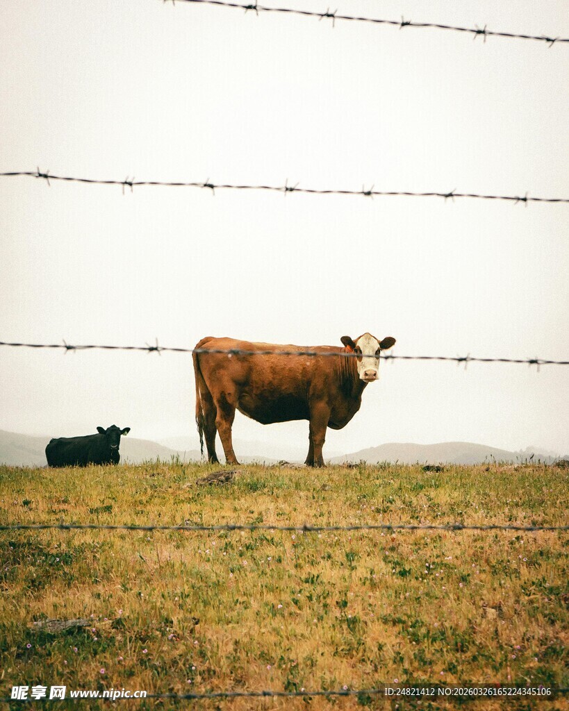 草原上的母牛与小牛
