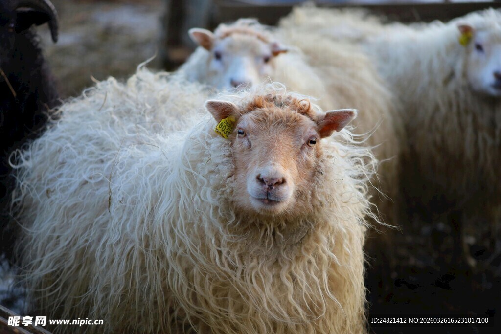 一群毛茸茸的绵羊