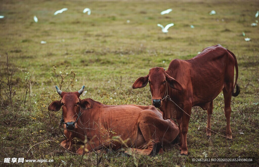 田野中的几头悠闲耕牛