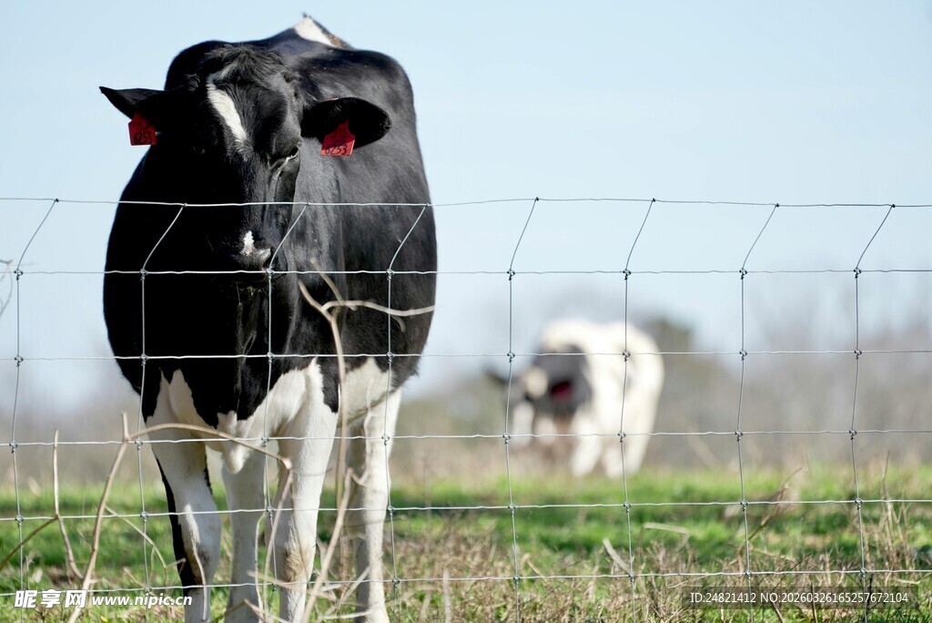 围栏边的黑白花奶牛