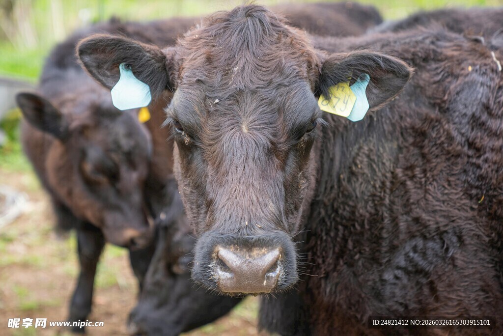 黑牛近景特写
