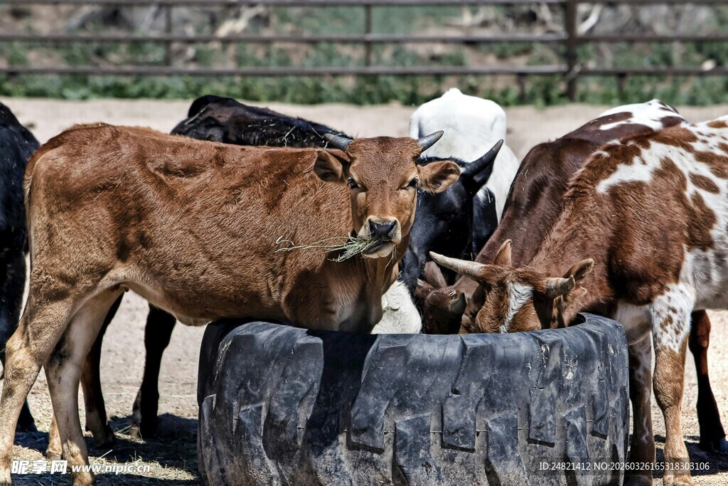 小牛在轮胎边进食
