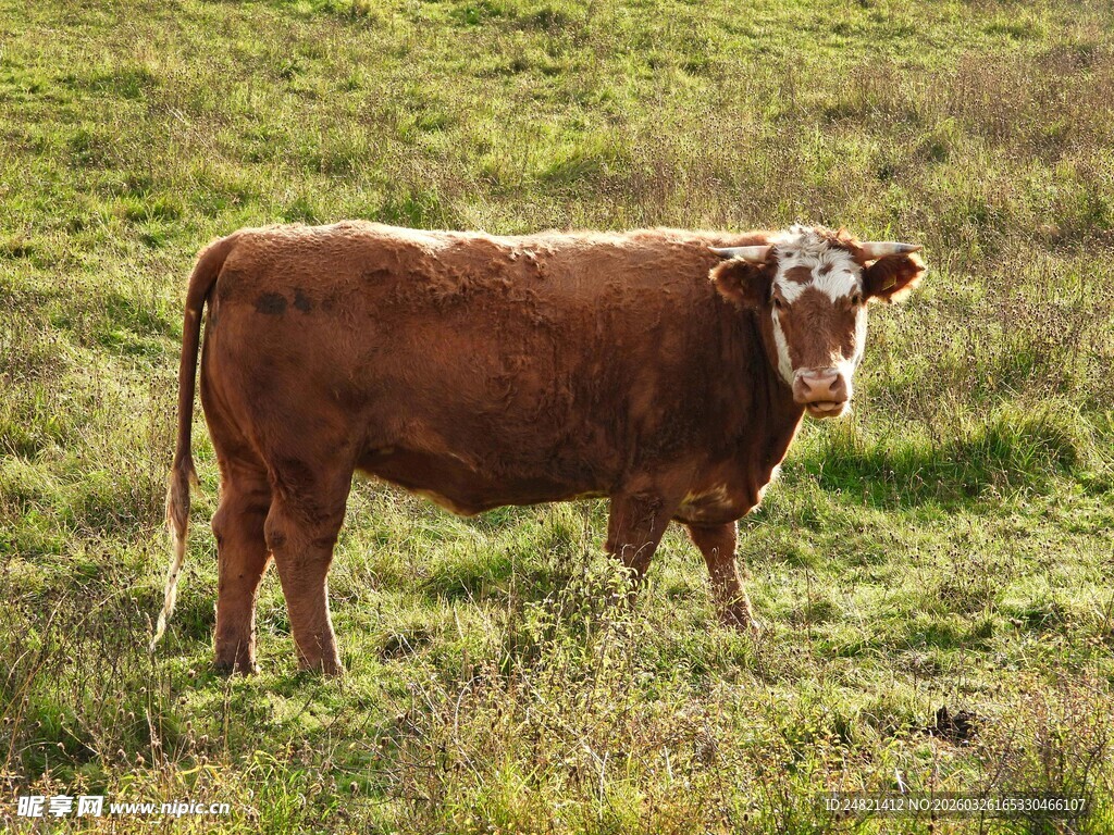草地上的棕色牛