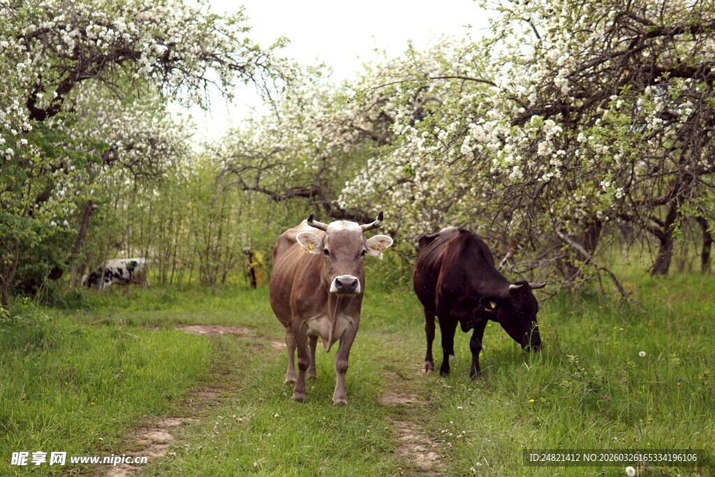 春日小径上的两头牛