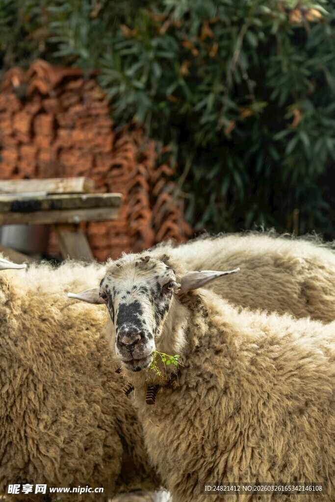 一群绵羊在户外