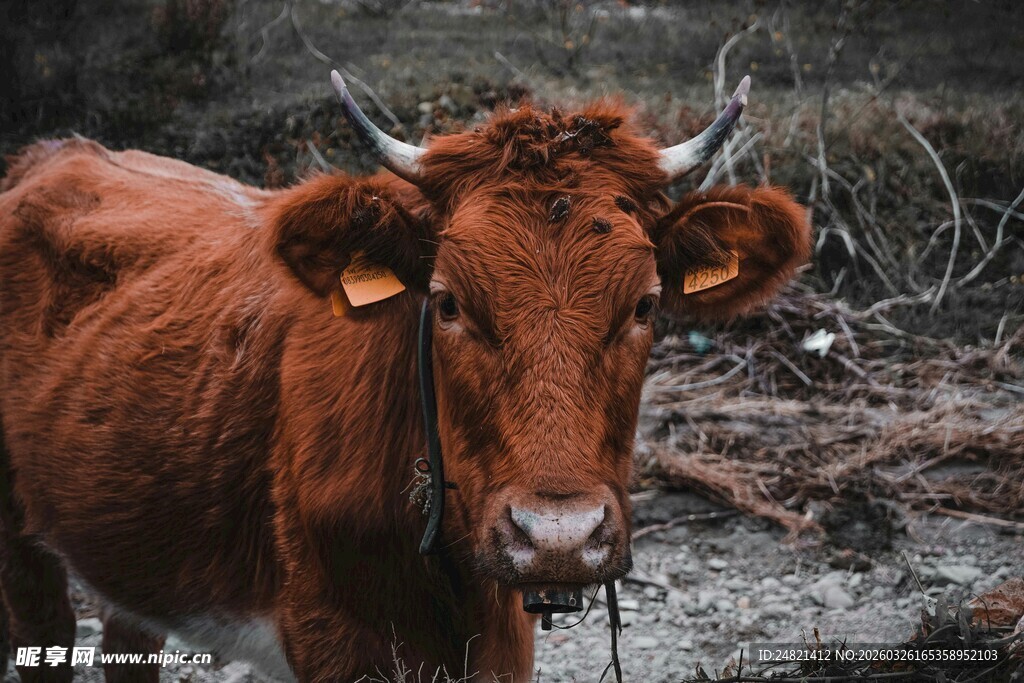 棕色带角牛近景特写