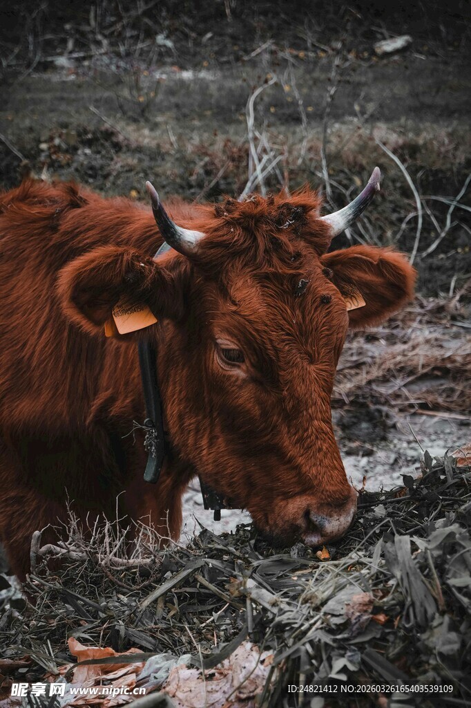 泥泞中的棕色牛