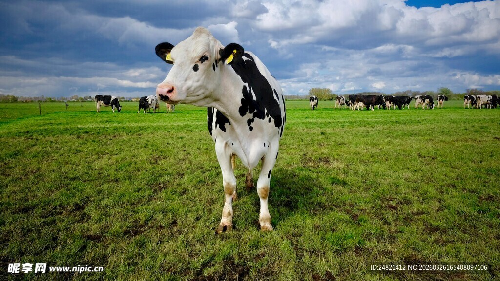 草原上的黑白花奶牛