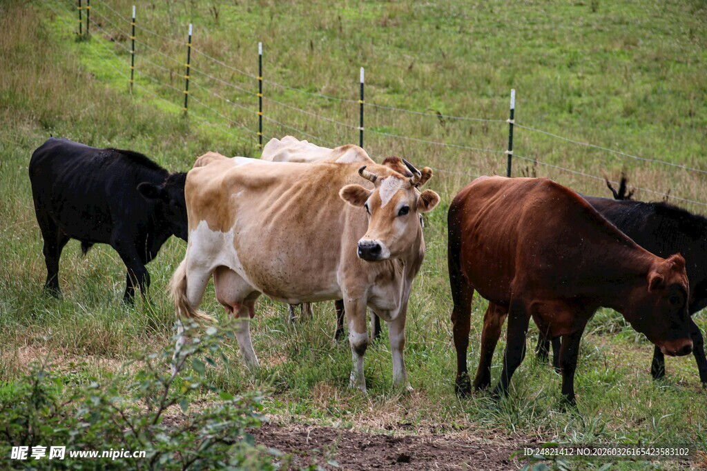 田野中的牛群